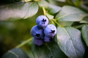 pruning blueberry bushes