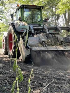 Blueberry bush removal