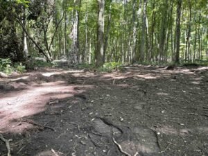 canopy reduction for Northern Indiana