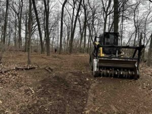 invasive species control professional machinery clearing dense buckthorn infestation - invasive species control