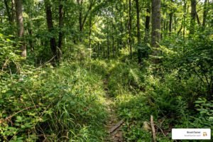 overgrown trail dense forest path Northern Indiana - overgrown trail