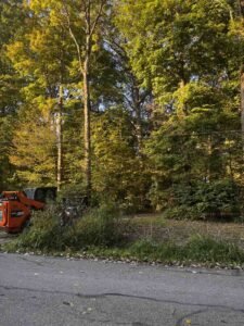 brush removal contractor clearing overgrown land - Brush removal contractor